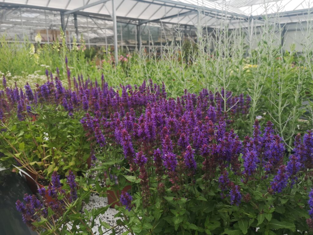 Plantes vivaces de notre pépinière à côté de Villeneuve d'Ascq