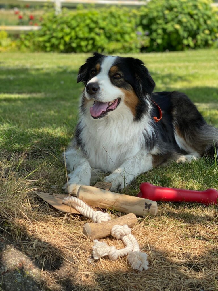 Rayon animalerie, à proximité de Villeneuve d'Ascq