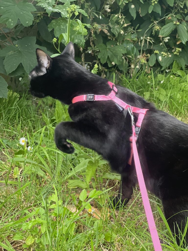 Animalerie pour chats vers Villeneuve d'Ascq