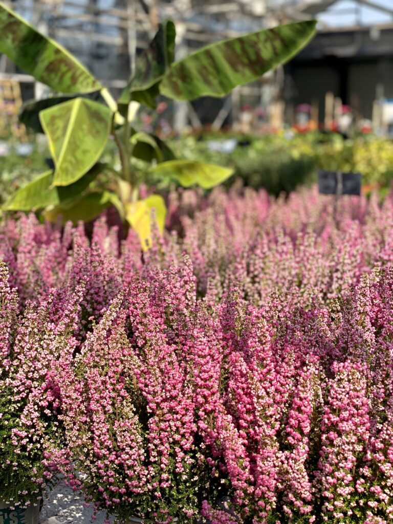 plante de bruyère à côté de Lille